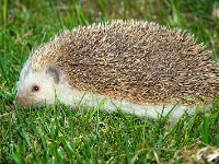 Hedgehog