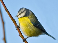 Blue Tit