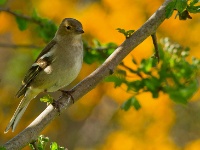 Chaffinch