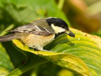 Coal Tit