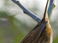 Dunnock