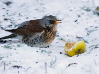 Fieldfare