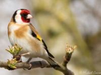 Goldfinch