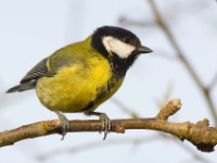 Great Tit