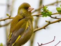 Greenfinch