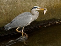 Heron