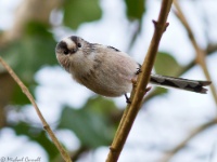 Long Tailed Tit