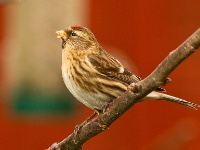 Redpoll