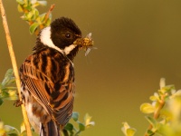 Reed Bunting