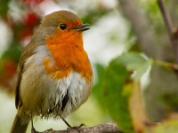 Robin