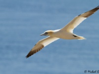 Sea Birds