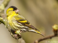 Siskin