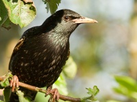 Starling