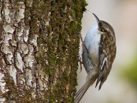 Treecreeper