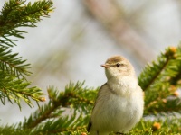 Willow Warbler