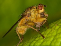 Flies