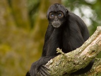 Fota Wildlife Park