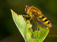 Hoverflies