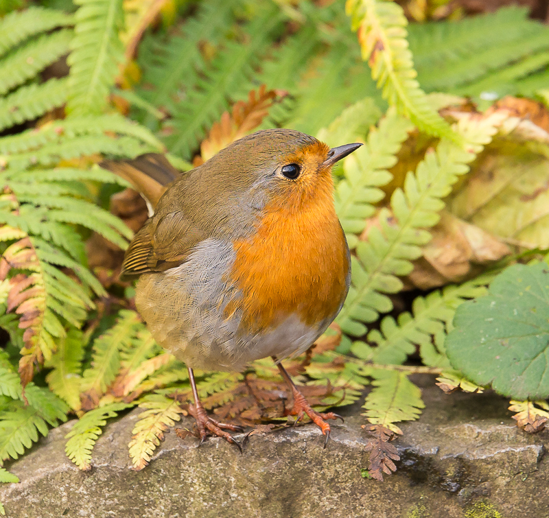 Robin_Botanic_Gardens_311216_800px_2.jpg