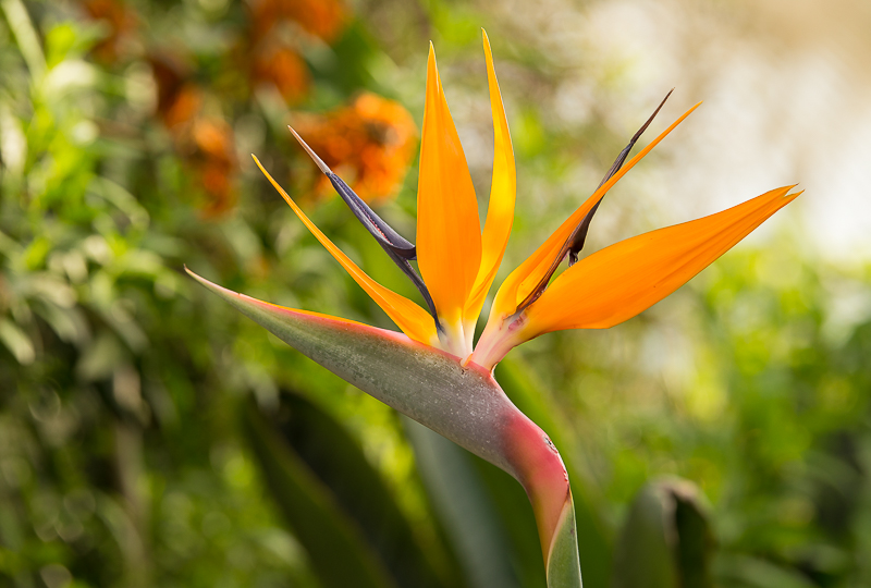 Strelitzia_Botanic_Gardens_311216_800px_1.jpg