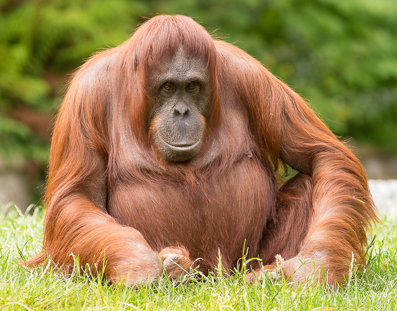 Orangutan_800px_5.jpg