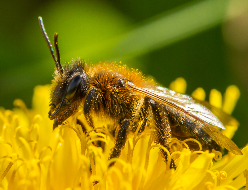Bee_030515_3.jpg