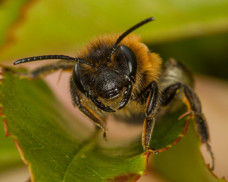Bee_040515_4_800px.jpg