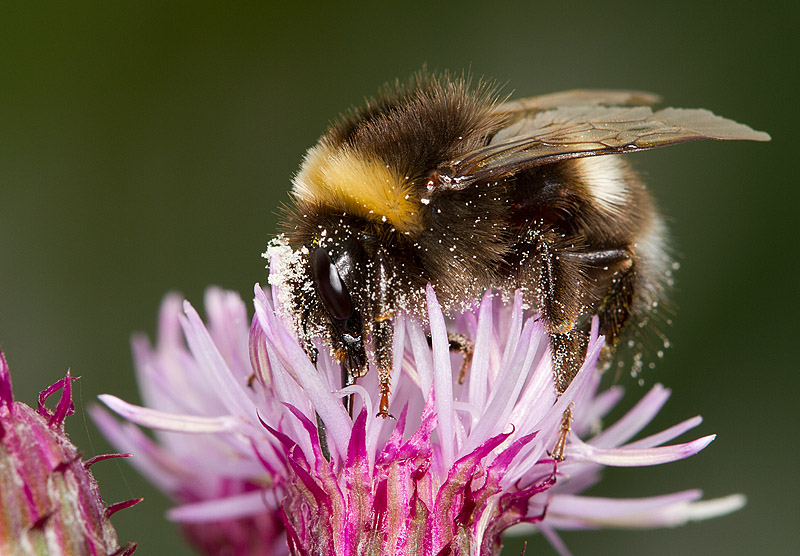 Bee_100711_2.jpg