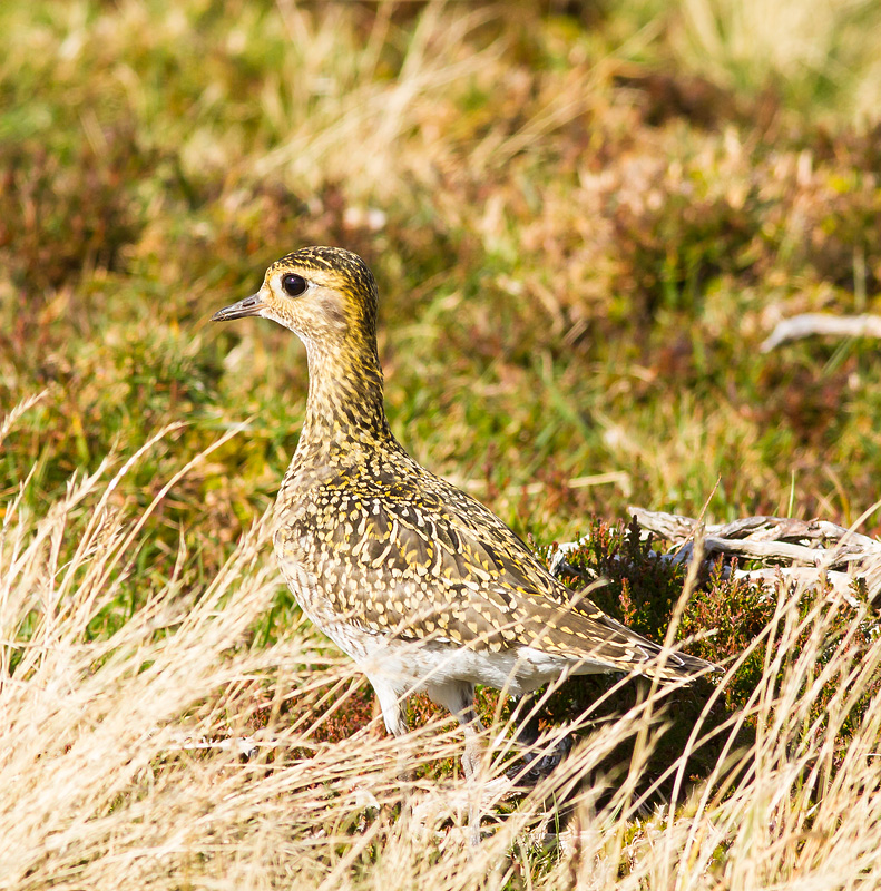 Bird_121014_1.jpg