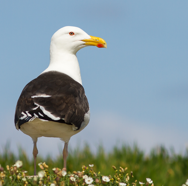 Black_Backed_Gull_140615_800px_3.jpg