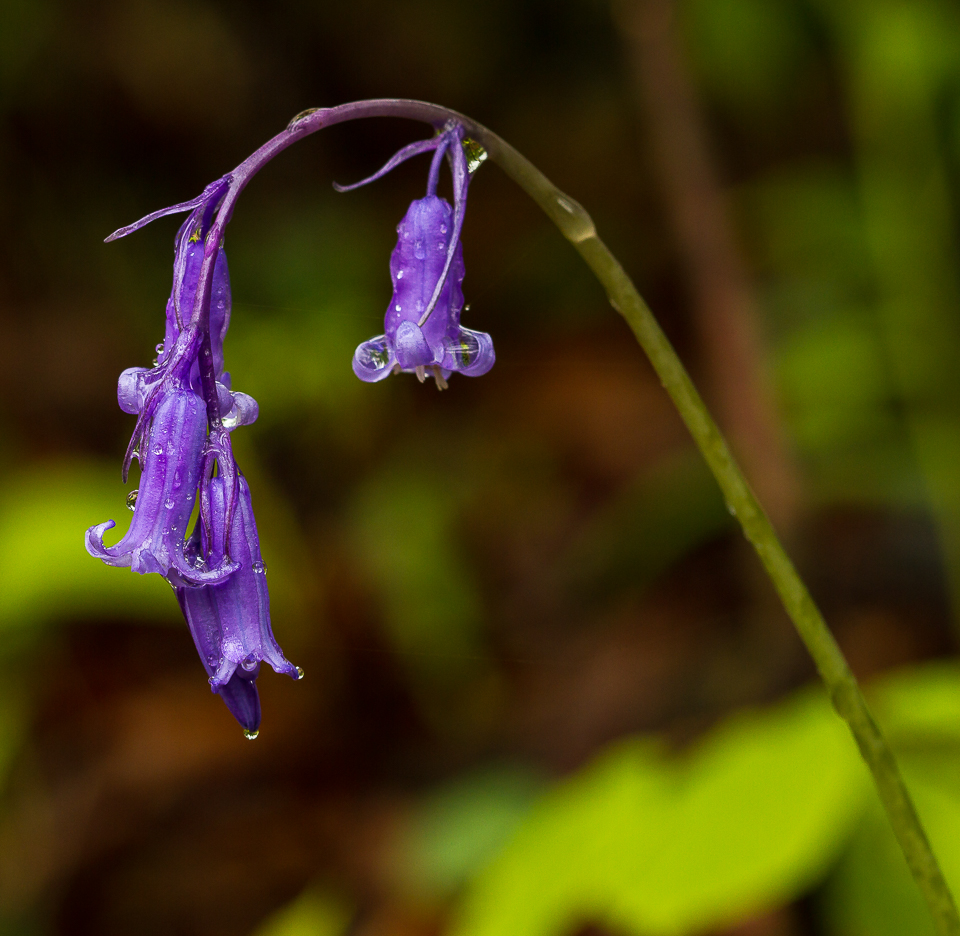 Bluebell_030515_3.jpg