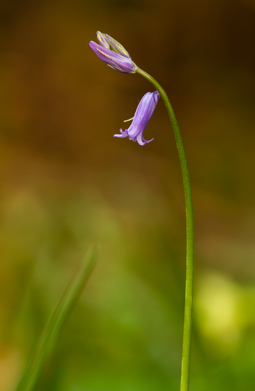Bluebell_800px_1.jpg