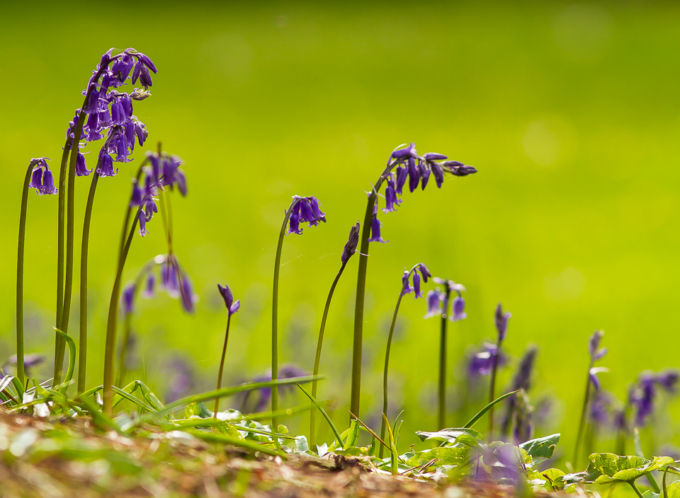 Bluebells_090515_2.jpg