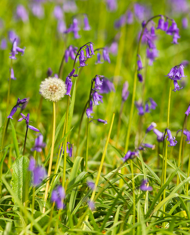 Bluebells_090515_3_800px.jpg