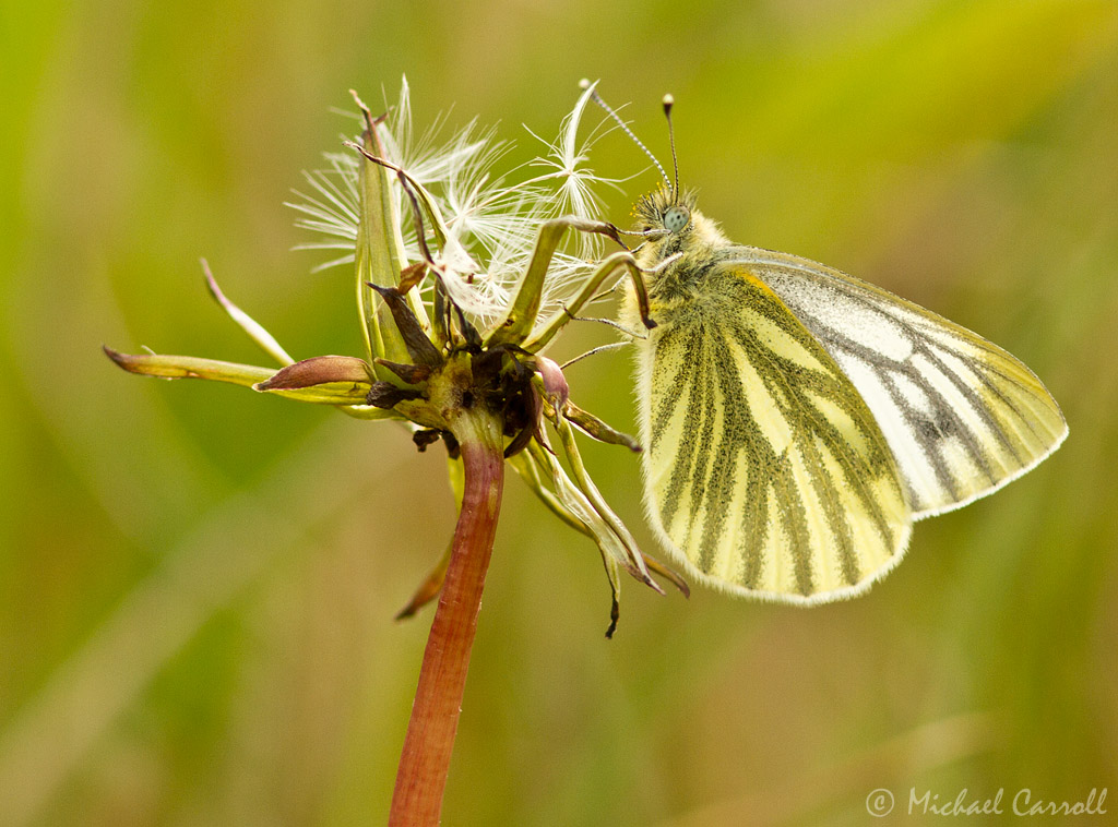 Butterfly_050512_1.jpg