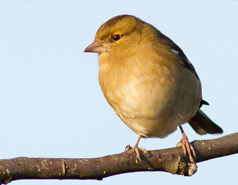 Chaffinch_020112_1.jpg