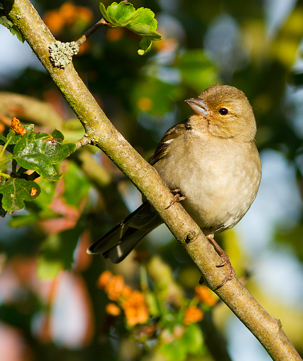 Chaffinch_060611_1.jpg