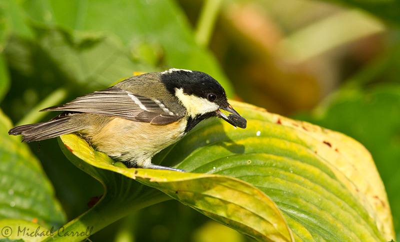 Coal_Tit_800px_071012_1.jpg