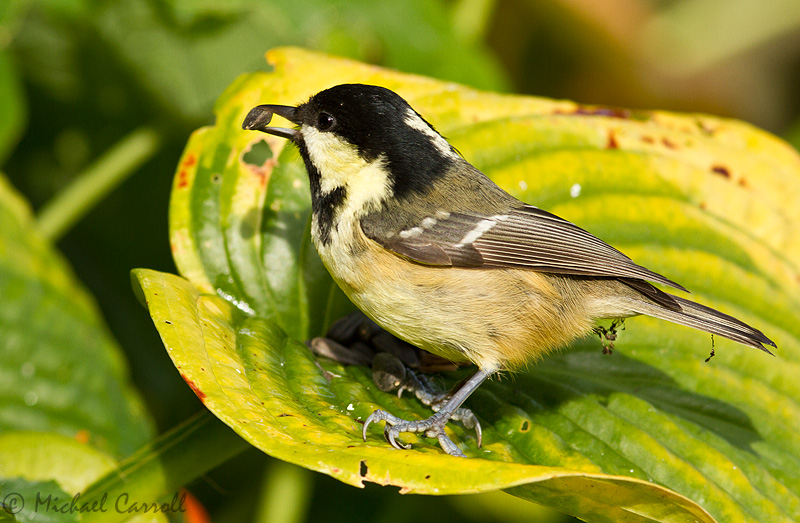 Coal_Tit_800px_071012_2.jpg