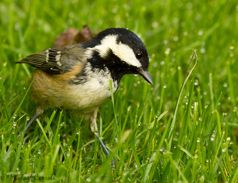 Coal_Tit_800px_071012_3.jpg