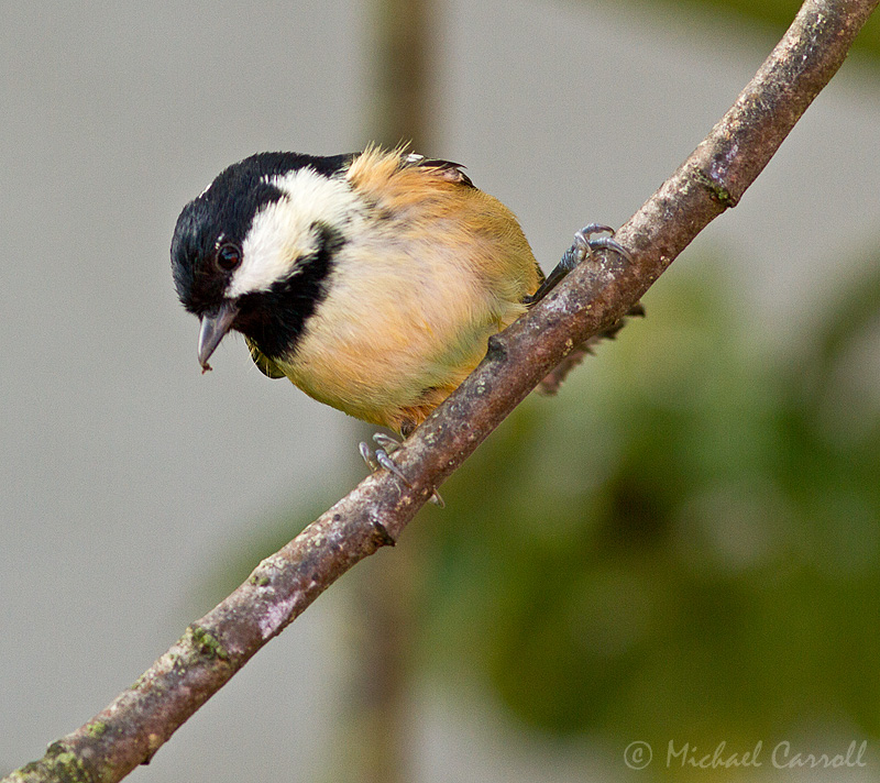 Coal_Tit_800px_071012_4.jpg