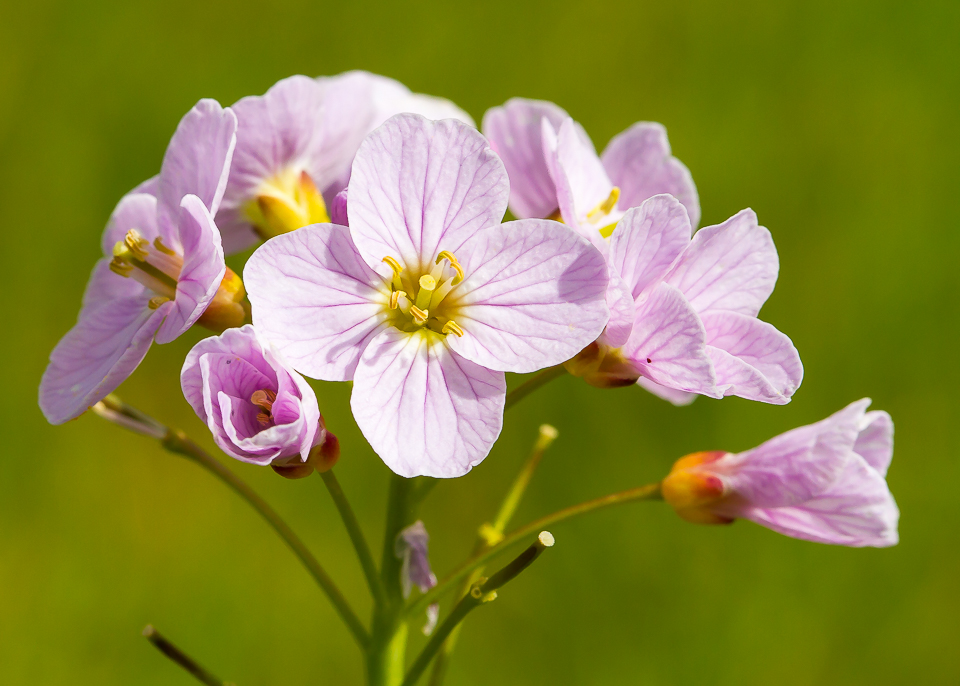 Cuckoo_Flower_030515_1.jpg