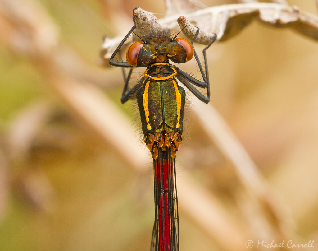 Damselfly_050512_1.jpg