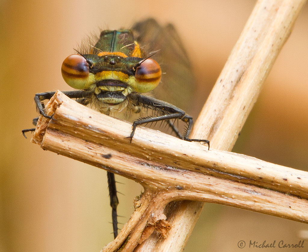 Damselfly_050512_3.jpg