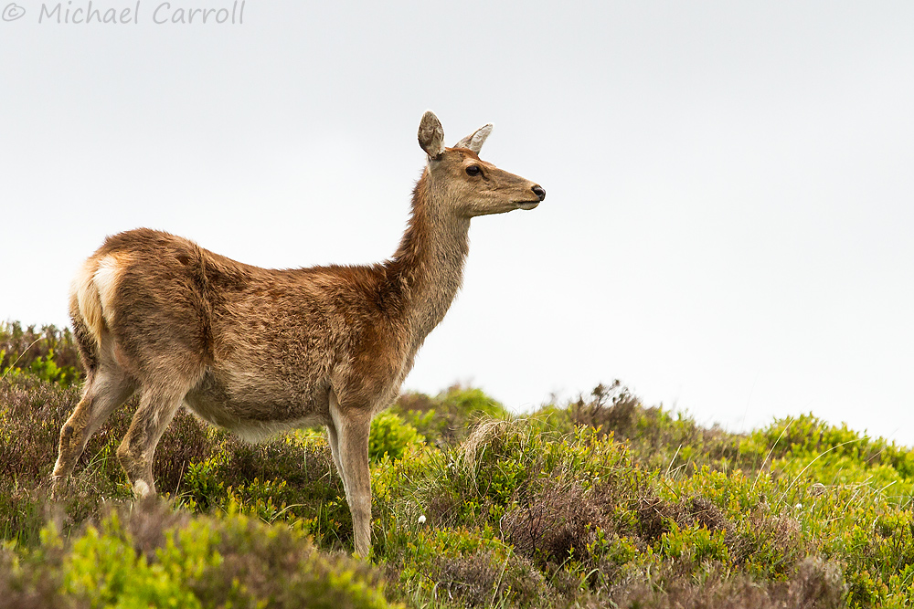 Deer_010614_1.jpg