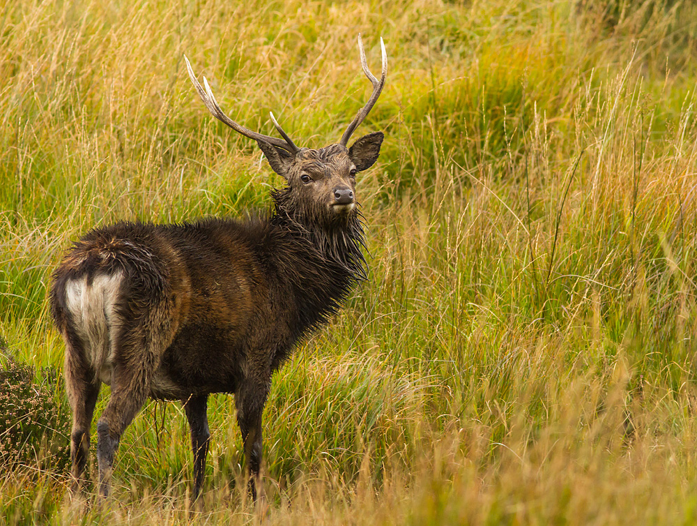 Deer_051014_1.jpg