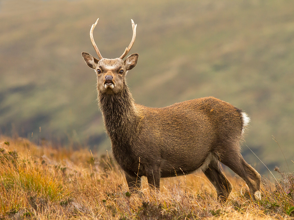 Deer_051014_3.jpg