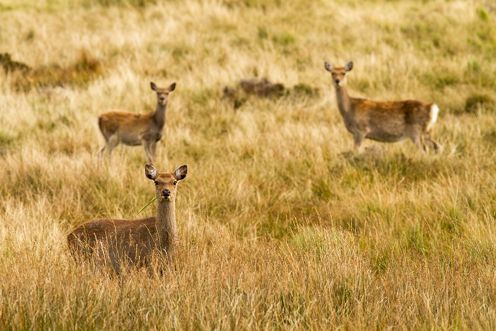 Deer_051014_4.jpg