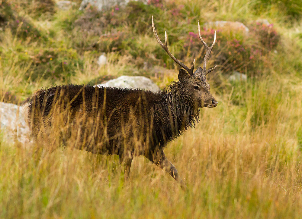 Deer_051014_5.jpg