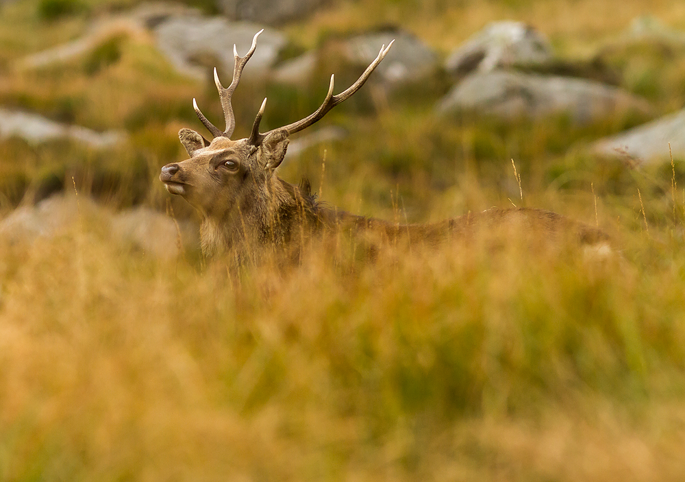 Deer_051014_7.jpg